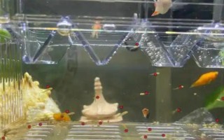 孔雀鱼一生可以生几次，一生可以产20左右次