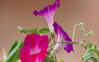 牵牛花的花色,有白、红、粉红、蓝、紫等花色