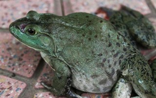 田鸡又叫什么，学名虎纹蛙