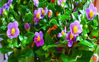 花叶上的小白虫如何处理，可用食醋擦拭或涂抹酒精