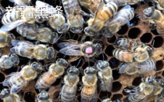 蜜蜂的价格,蜂种不同售价也会有所区别