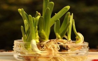 冬季如何水培水仙花,适宜生长的温度在12-15℃
