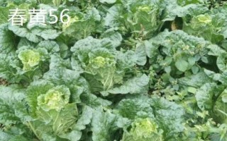 白菜亩产多少,生长周期为55天左右