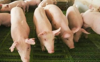 猪多重可以出栏,通常在200斤左右