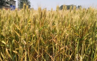 宿553小麦品种的特性