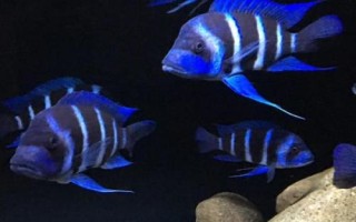 短鼻六间鱼好不好养，比较好养但会欺负小型鱼类