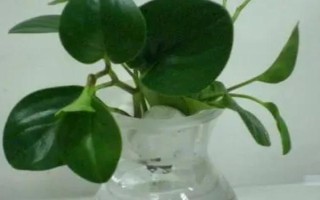 豆瓣绿烂根的原因，可能是温度过高或施肥不当导致的