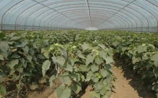 大棚葡萄如何追肥，首先要做好根部追肥