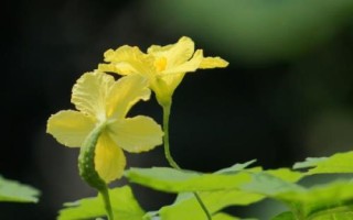大顶苦瓜高产种植技术,播种前需浸种