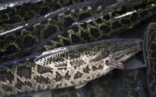 什么是鲖鱼，通常是指鳢鱼、也叫黑鱼