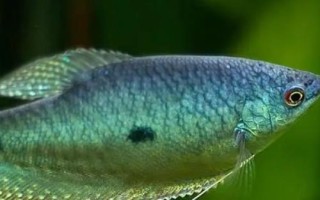 曼龙鱼多久换一次水，两至三天换一次水