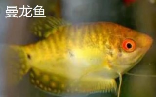 哪些小型鱼适合新手饲养，孔雀鱼和鹦鹉鱼均可选择