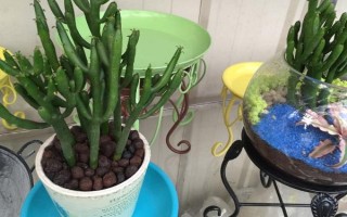 光棍树的扦插方法，将肥厚充实的顶端枝条作为插枝