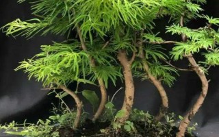 金钱松的养殖注意事项，要每隔2-3年换1次盆