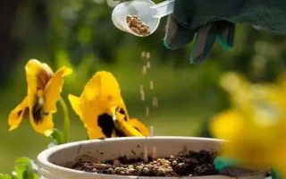 三色堇的耐寒温度，可耐寒零下5度低温