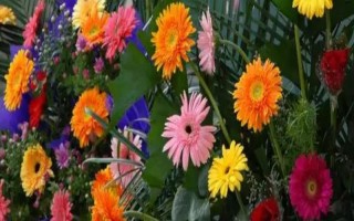 扶郎花怎么种植,播种后要养在通风阴凉处