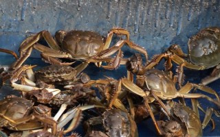 螃蟹在家里怎么养殖,可以用鱼缸养