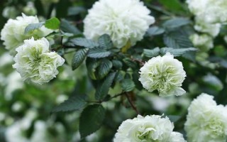 荼蘼花有什么花语,悲伤、最后的美、感情消散皆是它的花语