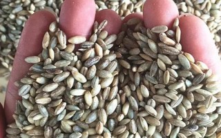 青稞和小麦有什么区别,穗部、果实和产地均不同