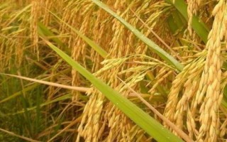 神9优明占水稻种子特征特性，秧田播种量每亩10千克