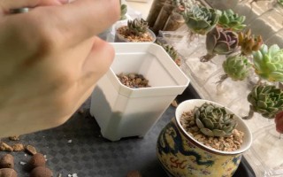 观音莲能秋天换盆吗,可以在秋季进行