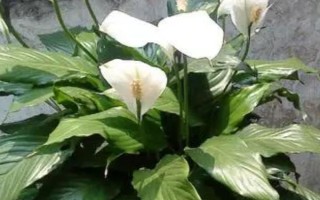 白掌叶子下垂的原因及解决方法，浇水不当或土壤不适等均会导致