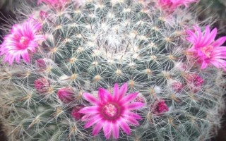 仙人球种多久才可以开花，种2-3年的时候，就可以开花