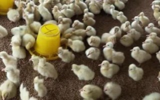 怎么养小鹅才能避免死亡,需保持稳定的舍温、做好消毒杀菌工作