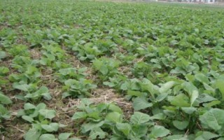 油菜的种植技术，种植之前对土壤进行翻耕