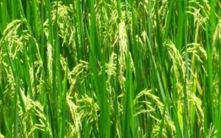 万香优8688水稻种子特点,全生育期早稻125.3天
