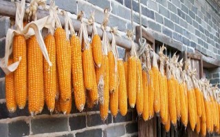 中禾58玉米种子介绍，夏播生育期102-104天