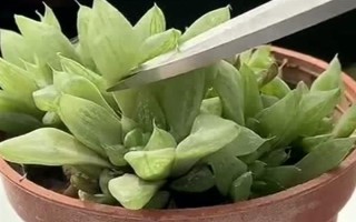 玉露干瘪了如何恢复，适宜的生长温度为20-28度