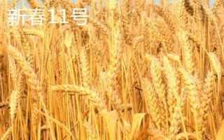 高产春小麦品种,选种时要做到因地制宜