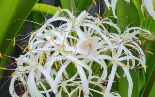 文殊兰与香殊兰有什么区别，叶片、花朵、果实均不同