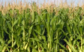 增信817玉米品种简介,注意防治丝黑穗病