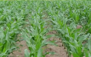 平玉6189玉米种子介绍，有效防治地下害虫