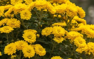 九月菊如何养殖，在生长期间需要充足的光照