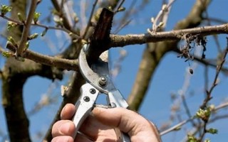 车厘子怎么种植,萌芽开花期、果实生长期都要追肥