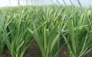 种植一亩大棚韭菜需要投资多少钱,平均每年需投入两万多元