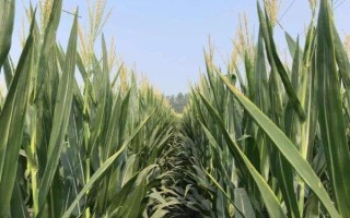 WD1917玉米品种简介，选择中等以上肥力地块