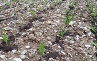 怎么种植白芨，整地施肥、撒施杀虫剂之后再播种