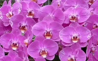 蝴蝶兰的养殖方法,栽种前要对盆土消毒