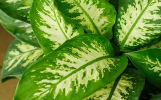 银边万年青的养殖方法，选用富含腐殖质营养成分的沙壤土作为基质