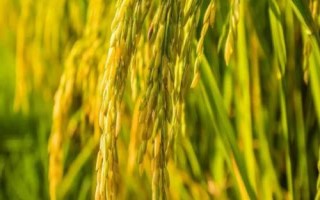 南粳晴谷水稻品种简介,旱育秧每亩播量35~40公斤