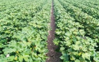 棉花施肥技术,生长期长需肥量大