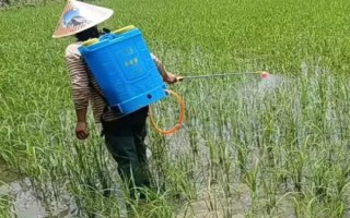 变异稗草用什么除草剂，可选异丙甲草胺、丁草胺、乙草胺等