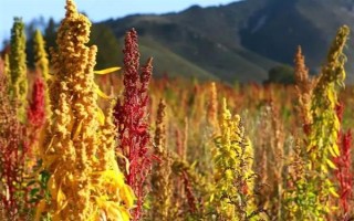 种植藜麦的前景，当前市场需求大前景可观