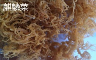 海藻的种类，均可以食用