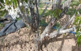 樱桃树流胶的治疗方式，可在冬春季节将樱桃树枝干进行涂白