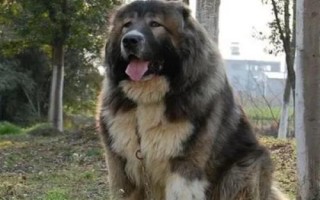 高加索犬性格怎样,好动又机警